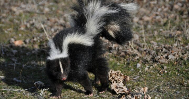 The Biblical Meaning of a Skunk in a Dream