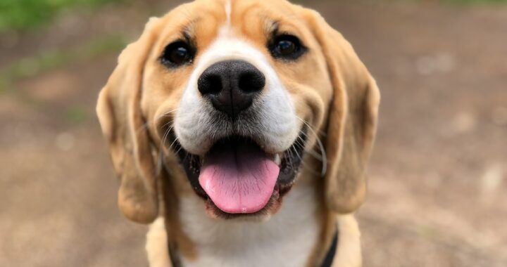 The Biblical Meaning of a Dog in a Dream